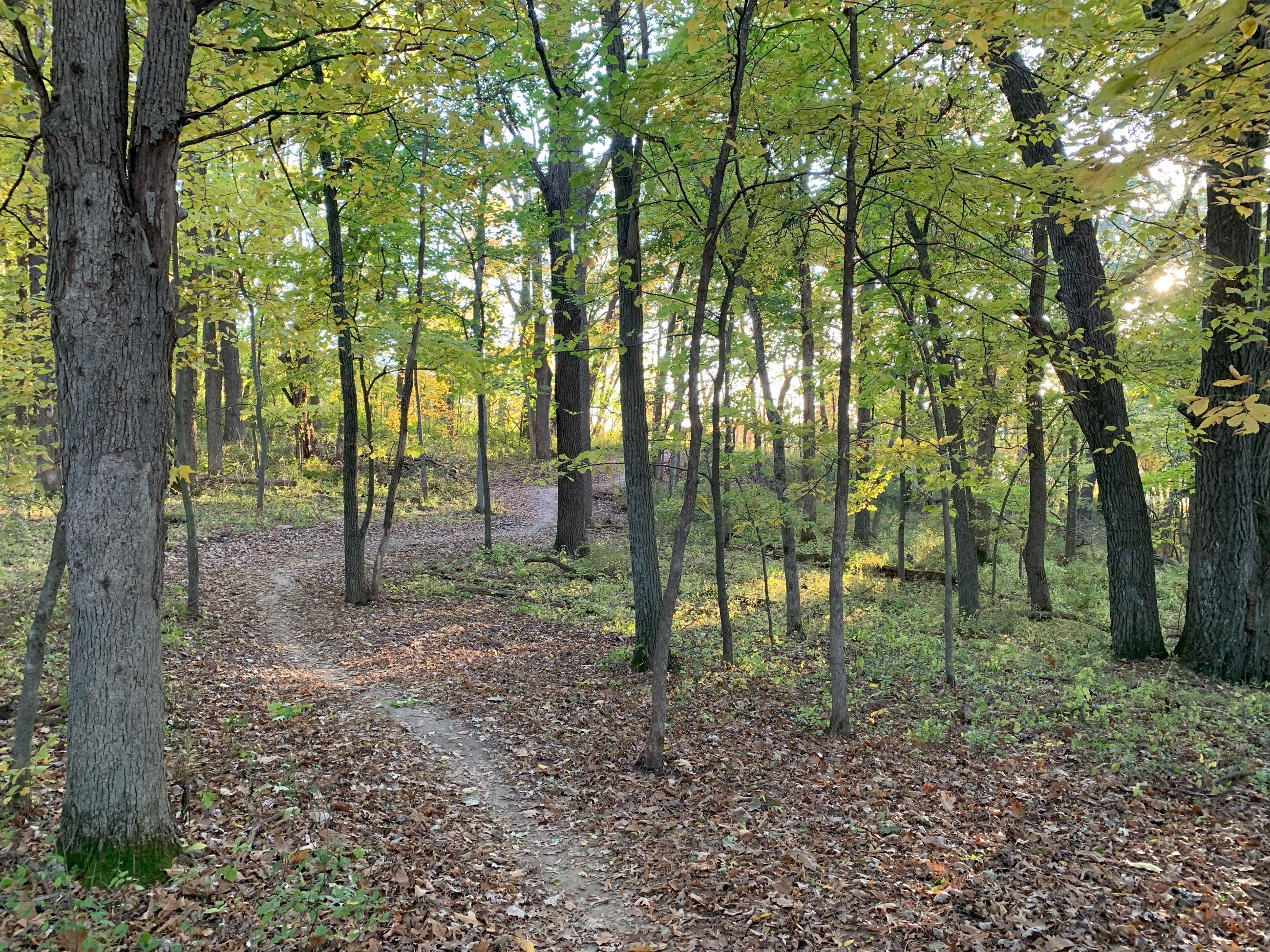 Chickadee Circuit 2024 